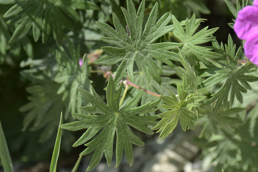 Geranium sanguineum